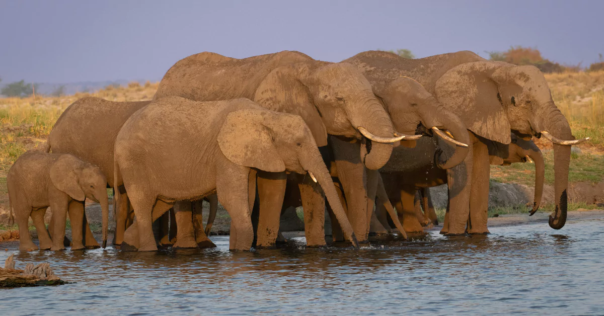 Chobe Bakwena Lodge