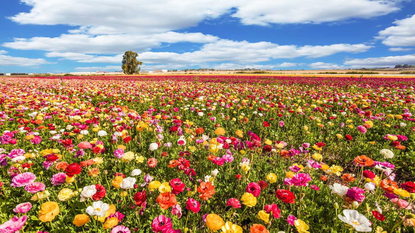 Spring Getaways in South Africa: Top Destinations for September to November - Featured Image