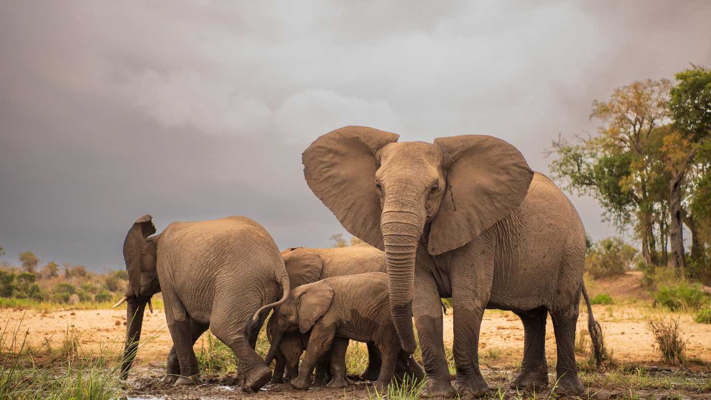 Weekend Getaways in South Africa: Beach or Bush? - Image 2