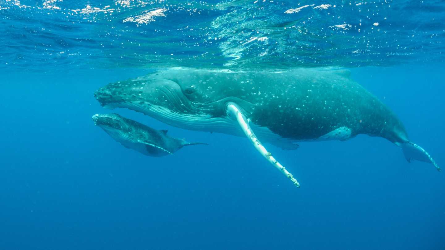 Bucket-List Worthy Experiences - Image 4