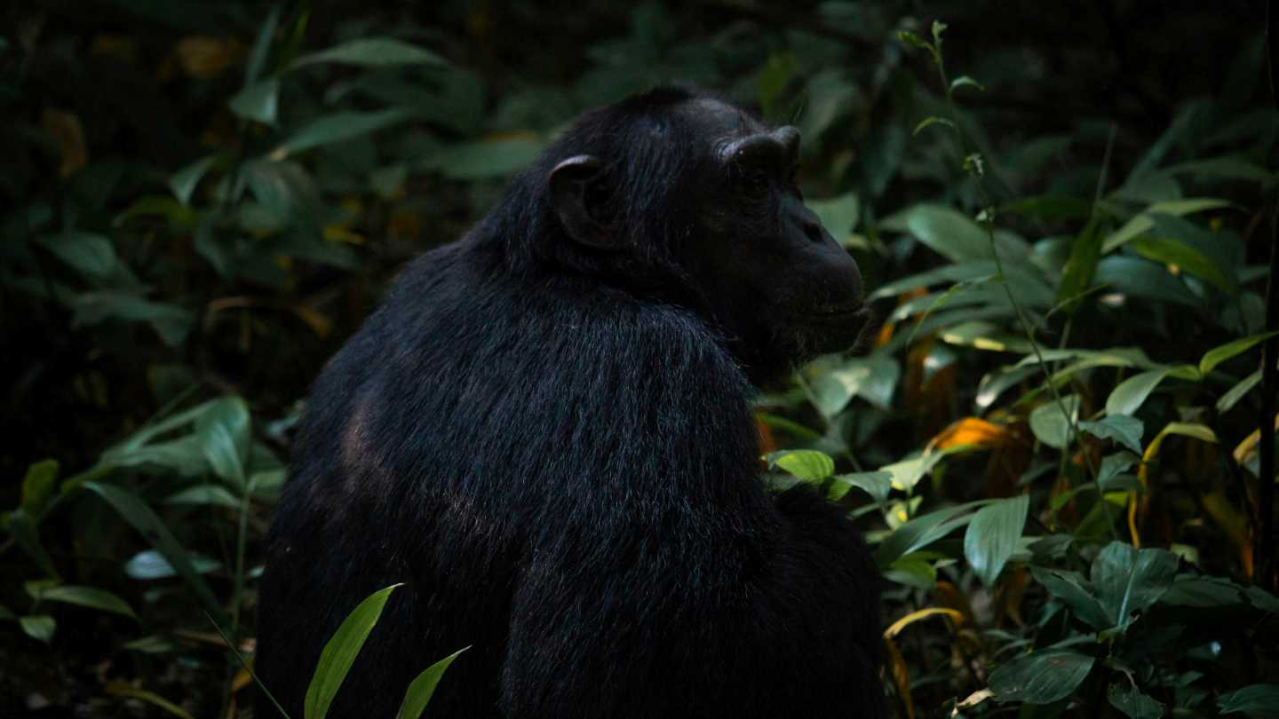 The Maldives: Where Paradise Meets the Indian Ocean - Image 4