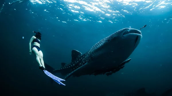 St Helena Island A Remote Treasure Awaits South African Adventurers – Image 3 St Helena Island: A Remote Treasure Awaits South African Adventurers - Image 2